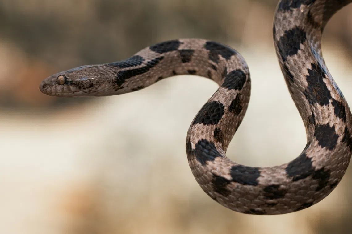 Man finds snake in Malaysia toilet
