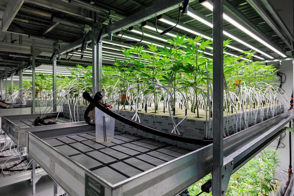 Members of cannabis clubs will be allowed to possess up to 25g of cannabis and grow up to three plants each. 