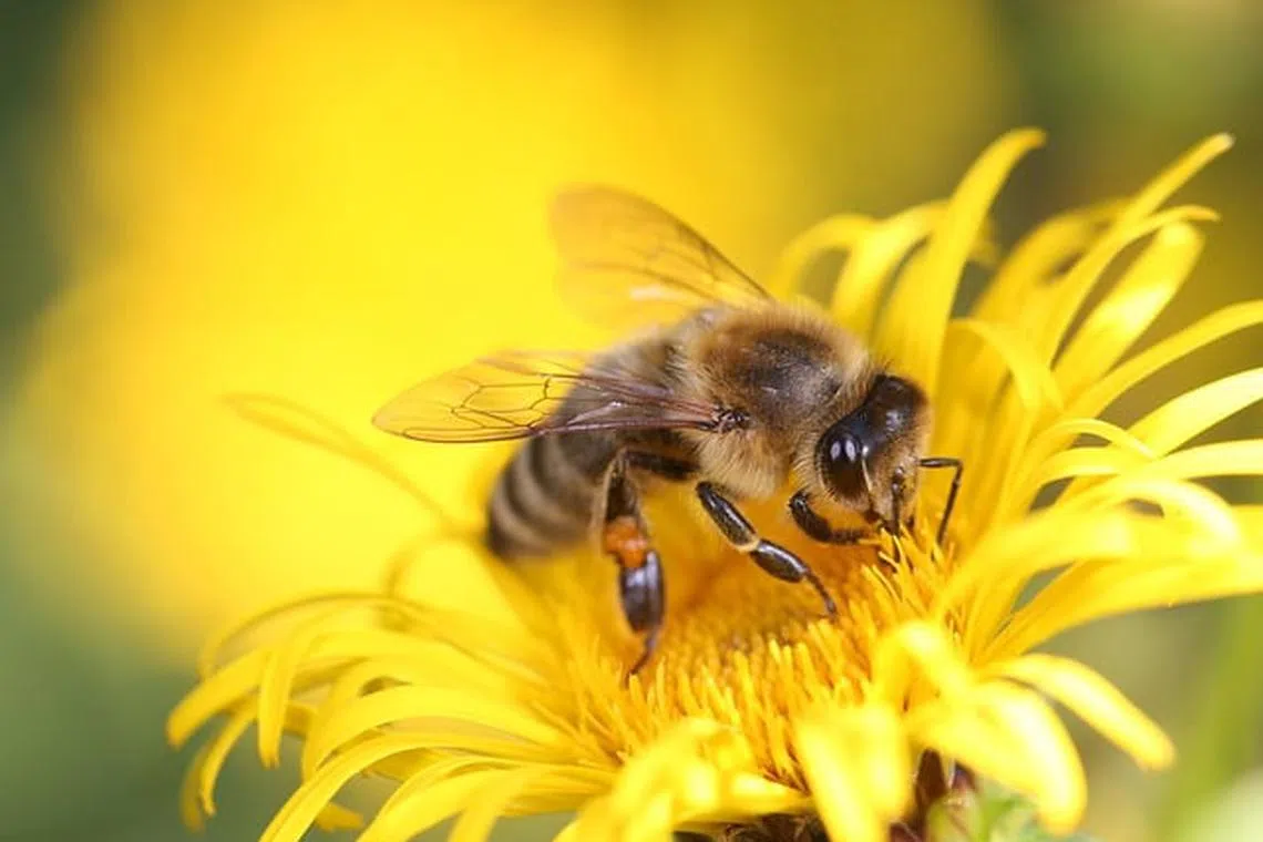 Bee populations around the world are facing disaster from overuse of pesticides, predatory mites and extreme temperatures due to climate change.