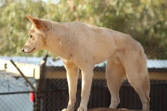 Following Ms James’s death, the Queensland government said a pack of 10 dingoes believed to be involved would be euthanised after rangers observed “aggressive behaviour”.
