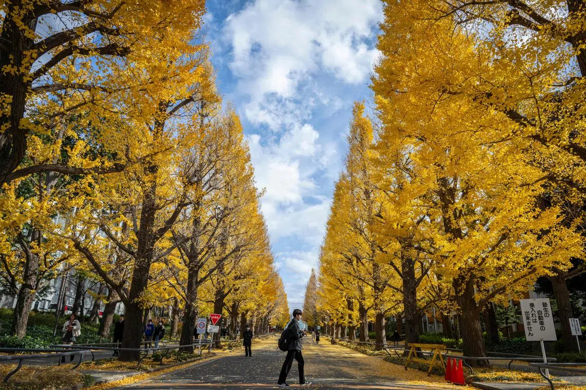 A man walking past the autumn leaves in Yokohama, Kanagawa prefecture on Dec 12, 2024. 