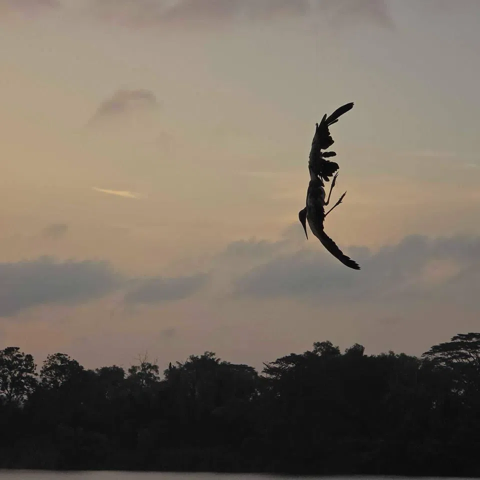 A bird was caught on a fishing line at Lower Seletar Reservoir on Feb 1. 