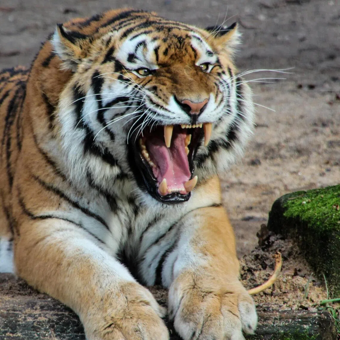 The incident came to light when the owner lodged a report, stating that two of his cattle were found dead with bite marks, while five more were missing.