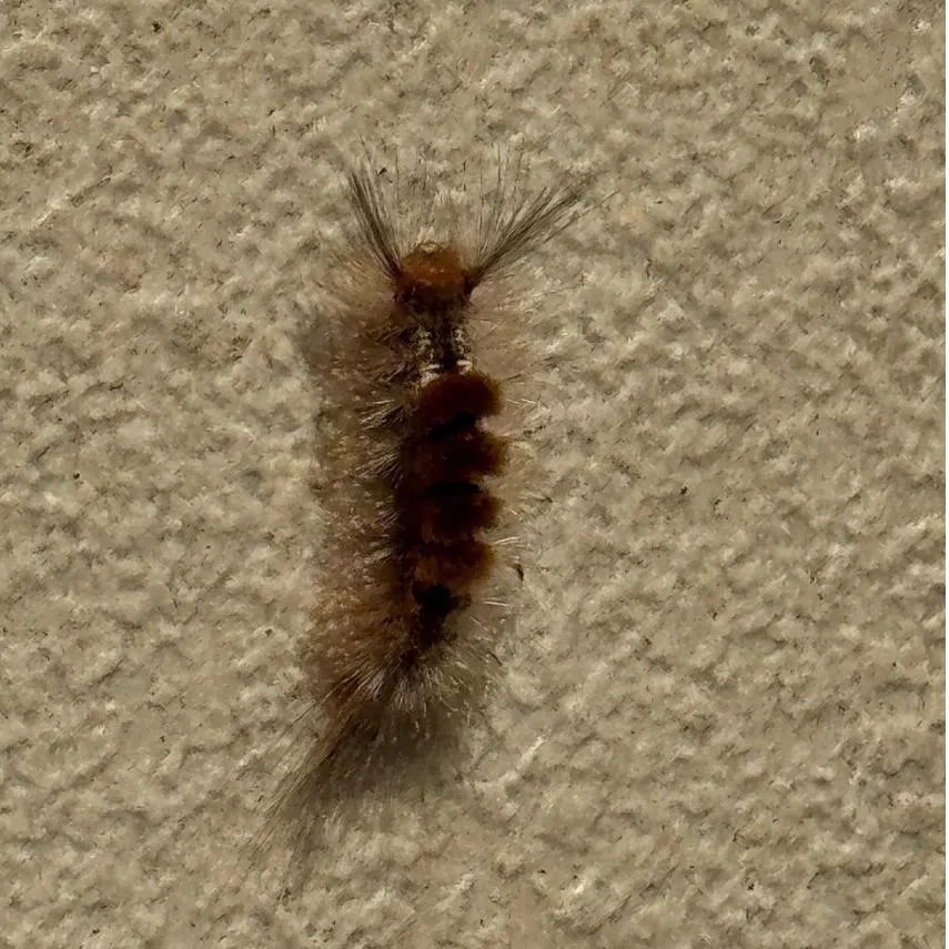 Remove the caterpillars using a pair of tweezers and discard them.