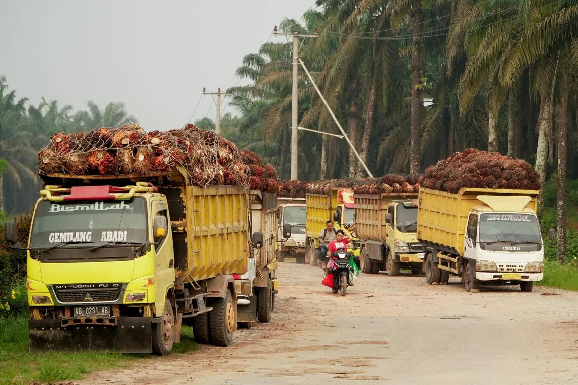 Investors in palm oil companies, including those listed in Singapore, have a role to play in reducing the risk of another haze crisis.