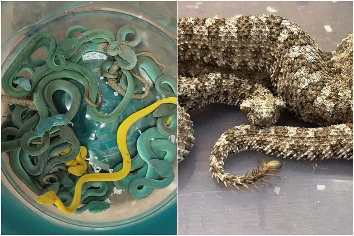 The snakes, which included 44 Indonesian pit vipers, had the snakes “concealed in checked-in baggage”, Mumbai Customs said in a statement late on June 1.