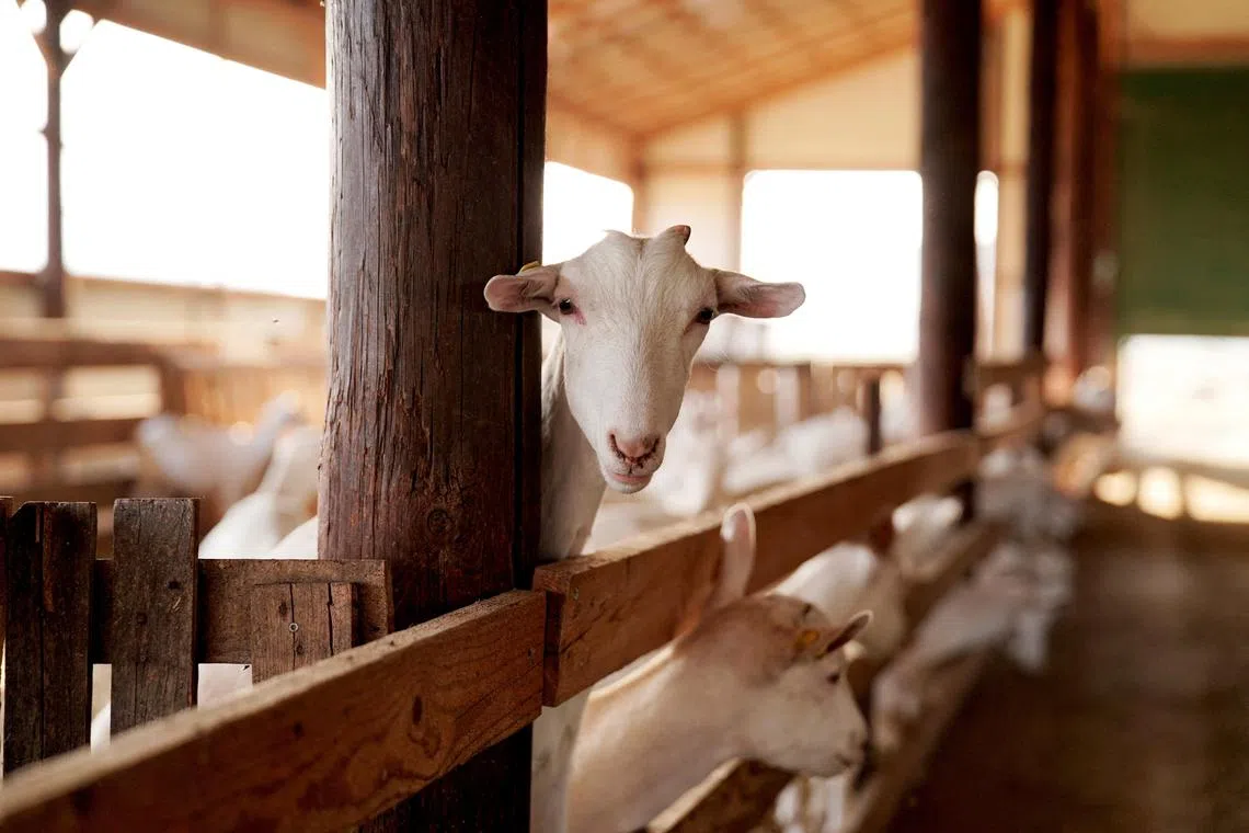 FILE PHOTO: A goat stands inside a goat farm in Zilefti, in the prefecture of Trikala, Greece July 30, 2024. REUTERS/Giannis Floulis/File Photo