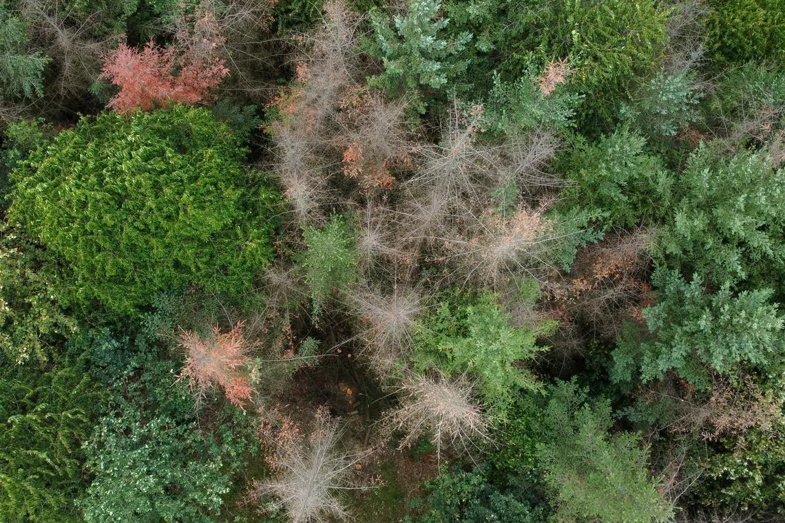 FILE PHOTO: A drone picture shows dried out trees in a forest near Reiskirchen, Germany, July 7, 2023. REUTERS/Timm Reichert/File Photo
