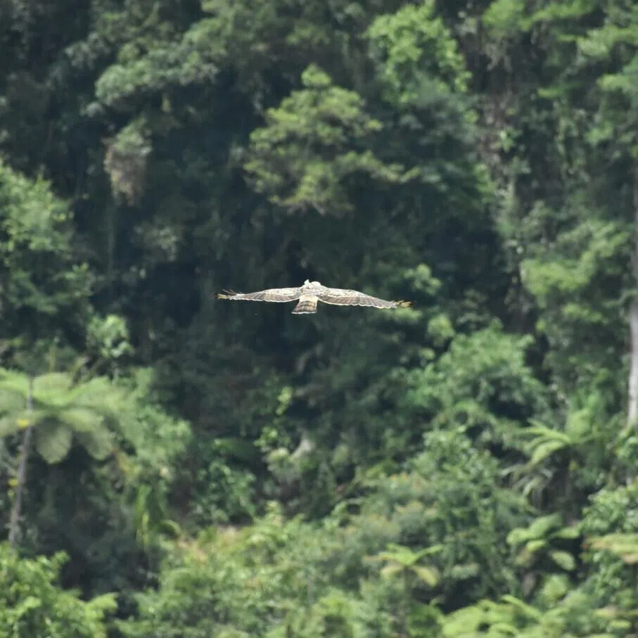 A male Javan hawk-eagle, Raja Dirgantara, was cared for since September 2025 and required intensive rehabilitation to regain basic survival skills including feeding and hunting.