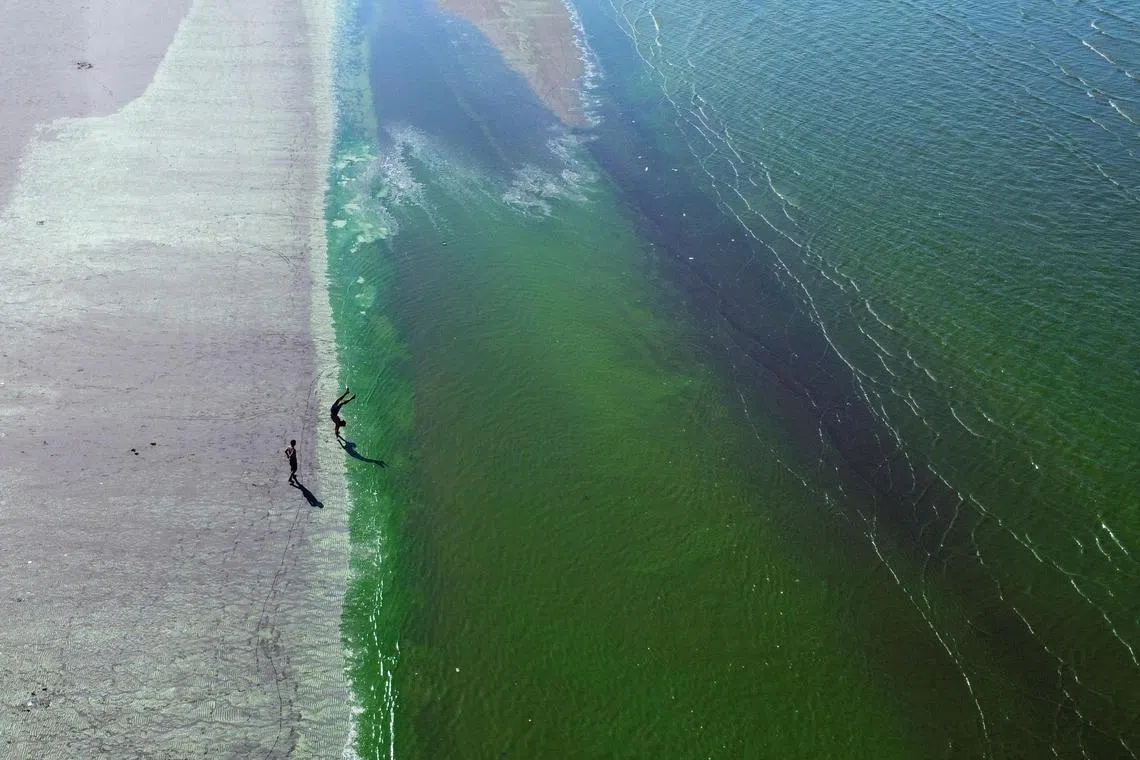 People stand by the shore of the Rio de la Plata river, which is affected by blue-green algae, also known as cyanobacteria, in Quilmes, on the outskirts of Buenos Aires, Argentina Feb 9, 2023. 