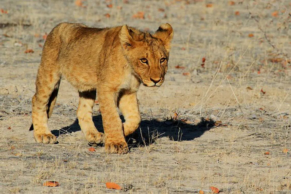 The lion, an 11-month-old male, has been sent to a wildlife park.