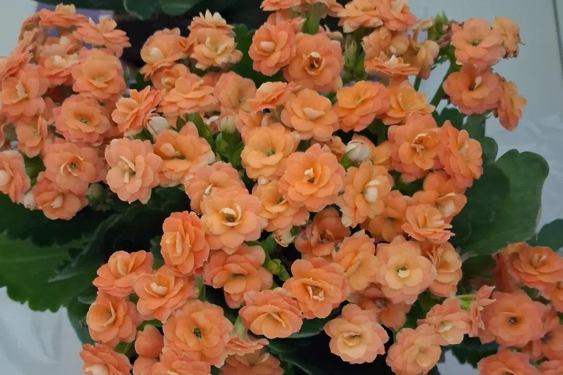 This plant is a popular flowering succulent.