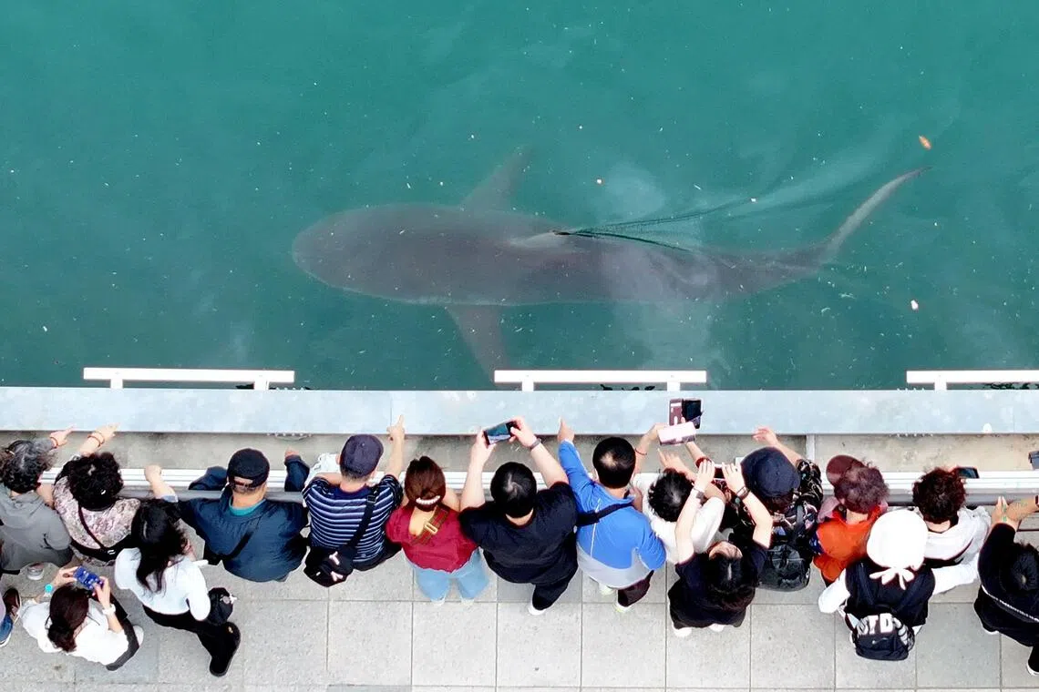 Sharks! Busan’s latest viral sensation raises a climate question