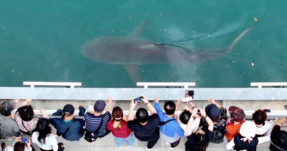 Stranded shark draws a million visitors in South Korea, boosts retail