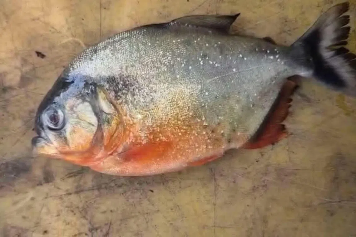 Unconfirmed Pahang ‘piranha’ sightings spark public alarm, concerns over invasive species