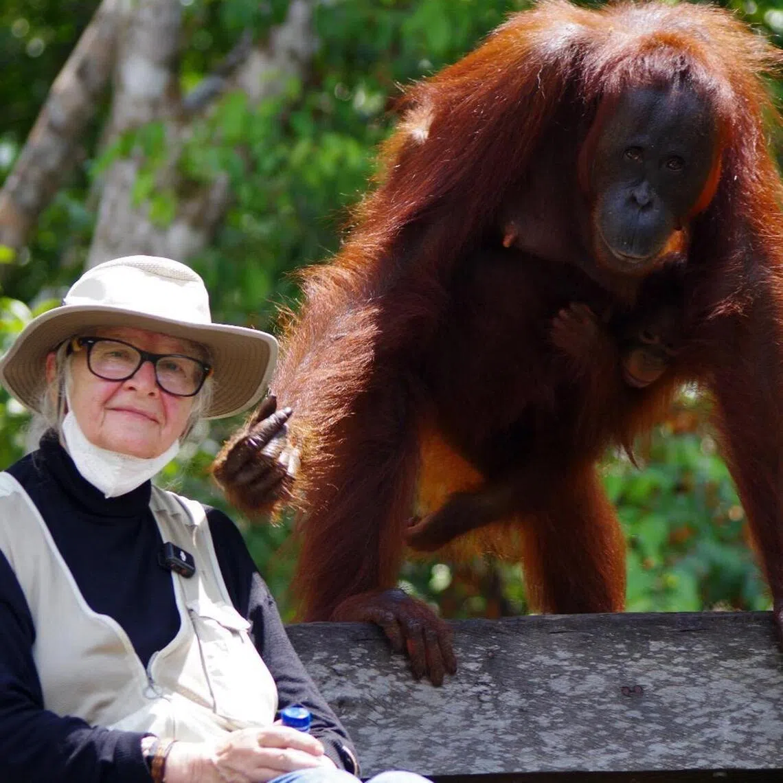 Dr Biruté Galdikas researched orangutans in what is now known as Tanjung Puting National Park in Borneo, where her half-century of research and conservation made her one of the world’s leading experts on the elusive and critically endangered great ape.