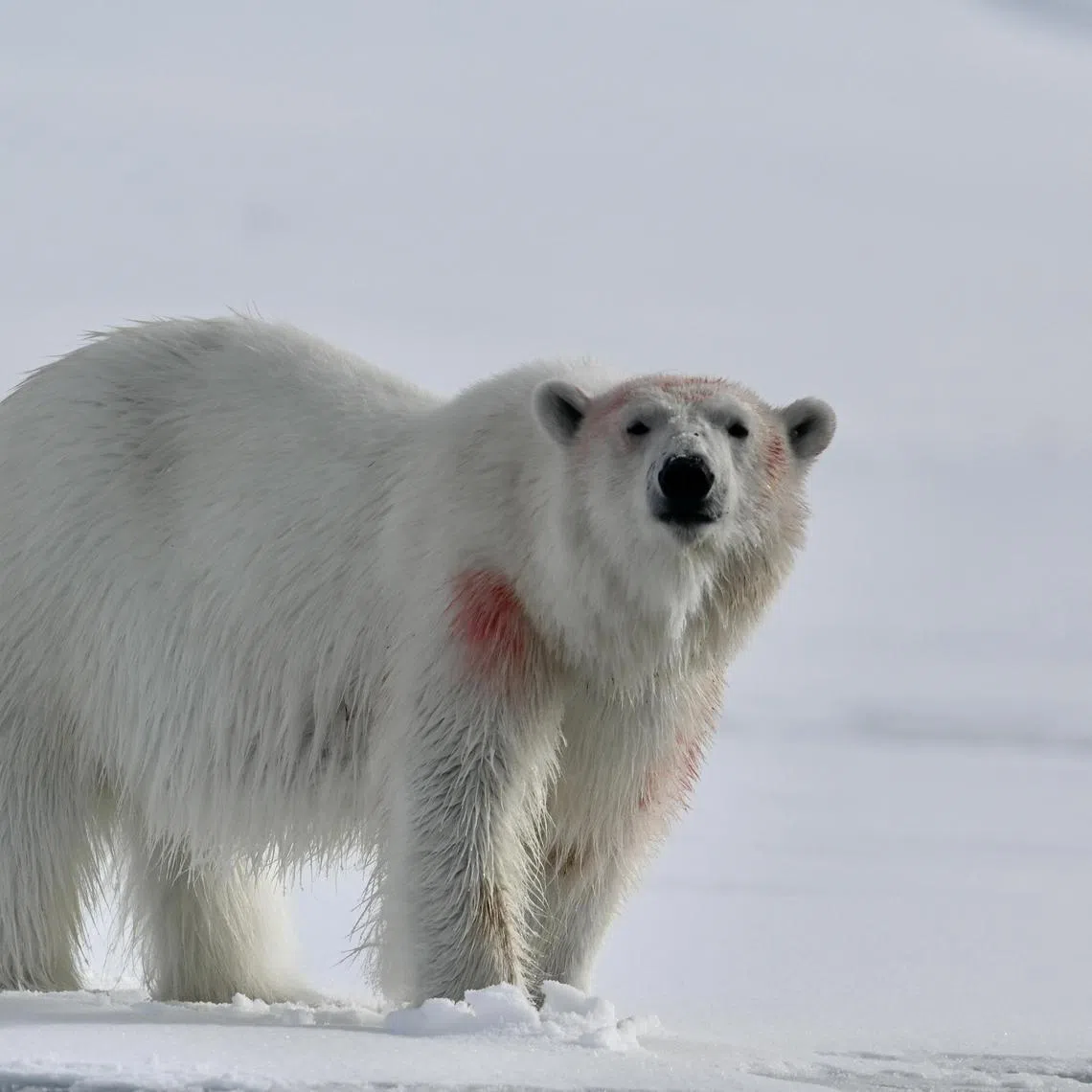 rvpolar10 - Arctic Circle for Life travel pages

Credit / Copyright: Rahul Verghese