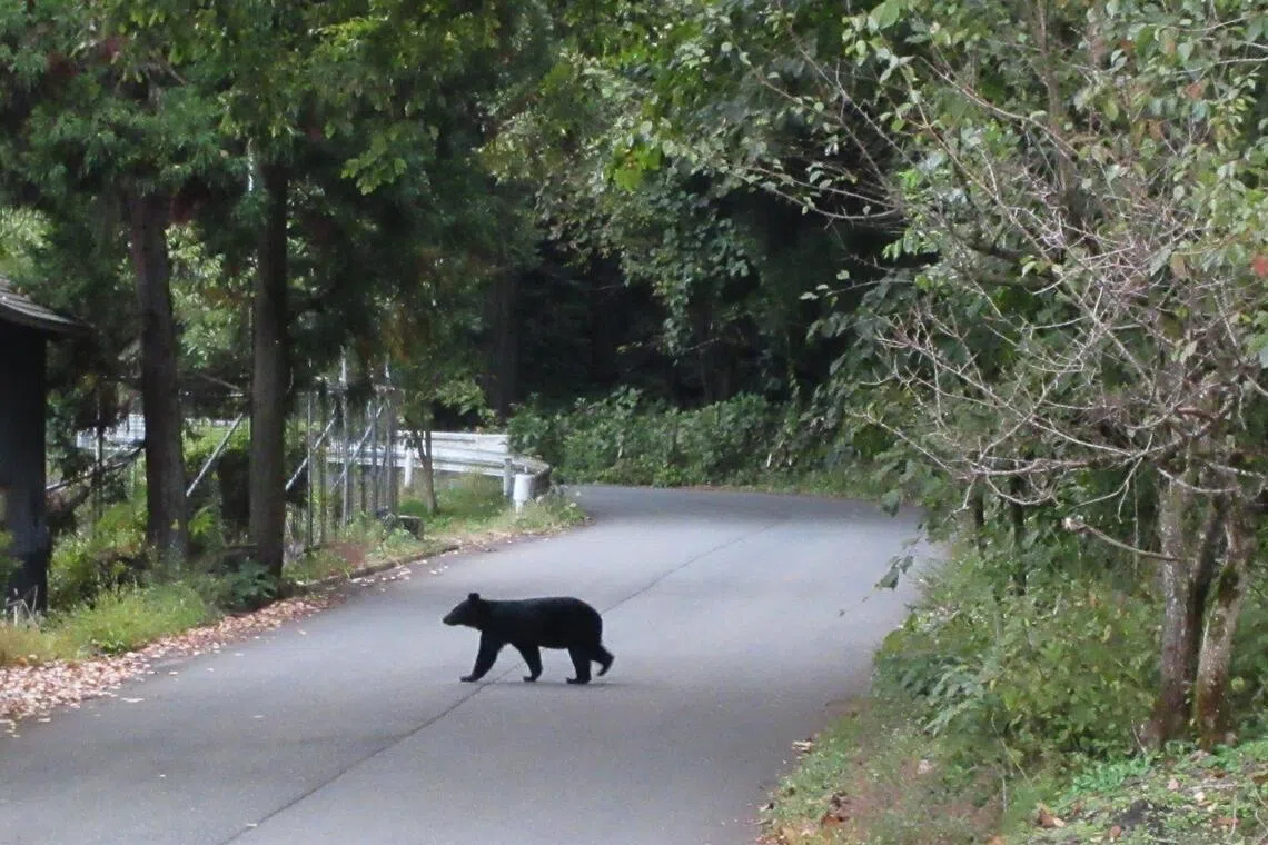 Camera traps and other means will be used to help count black bears in Tohoku and adjacent Niigata regions.
