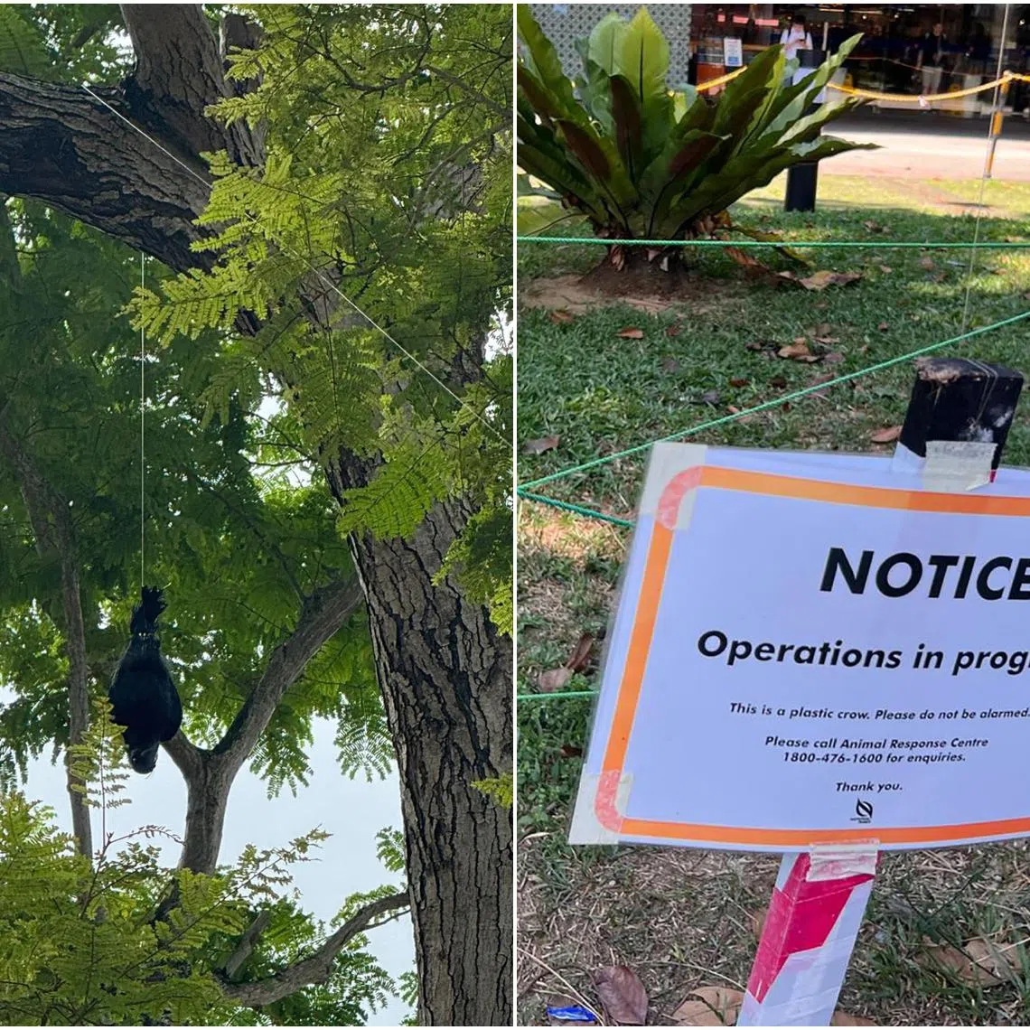 A plastic effigy of a crow is strung from a tree to disperse large murders of house crows, as part of an ongoing trial by the NParks.