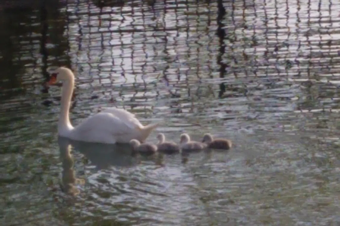 Faye and her four cygnets swimming in Manlius village pond.