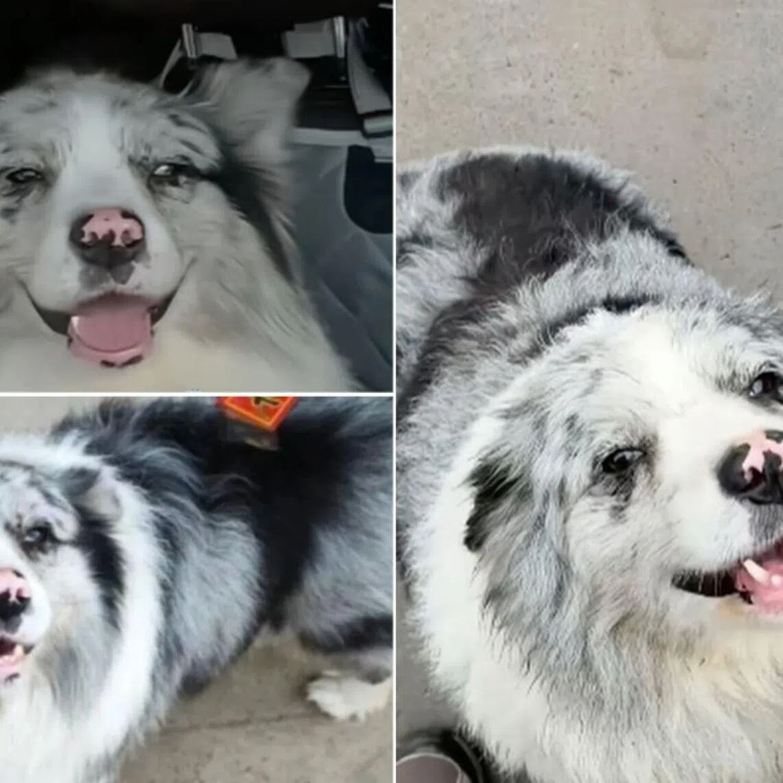 The eight-year-old Border Collie was known as Chutou, and was famous for his intelligence and energy. 