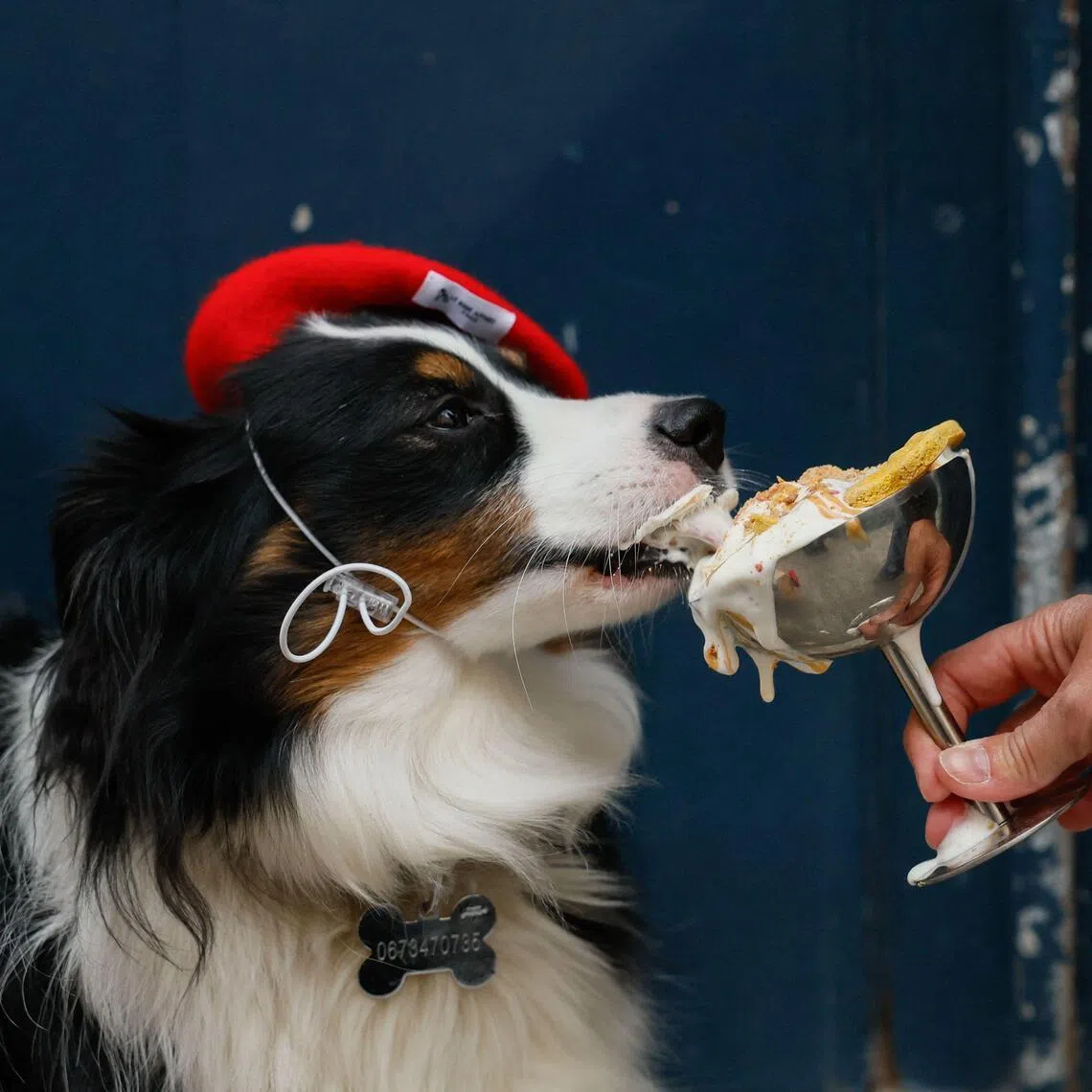 Marley, a Miniature American Shepherd dog, eats a "Vip Pup Cup" at "Le Bone Appart" dog cafe in Paris on May 7, 2026. (Photo by Xavier GALIANA / AFP)