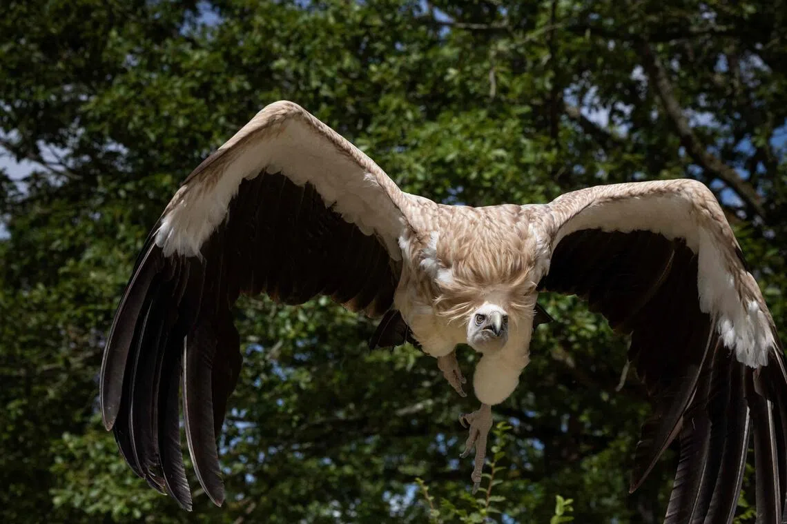 A vulture had to be removed by firefighters from the wing of a plane awaiting take-off on the Greek island of Crete.