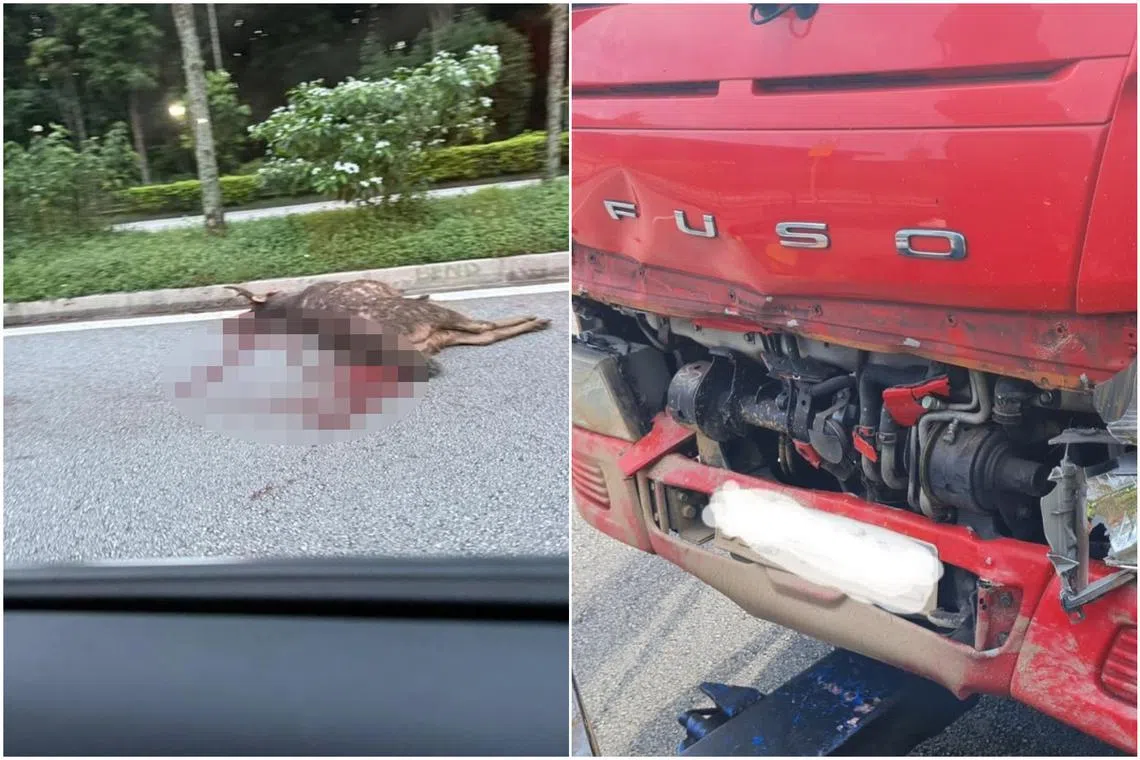 The accident on Dec 2 marked the second case of roadkill involving a sambar deer in 2024.