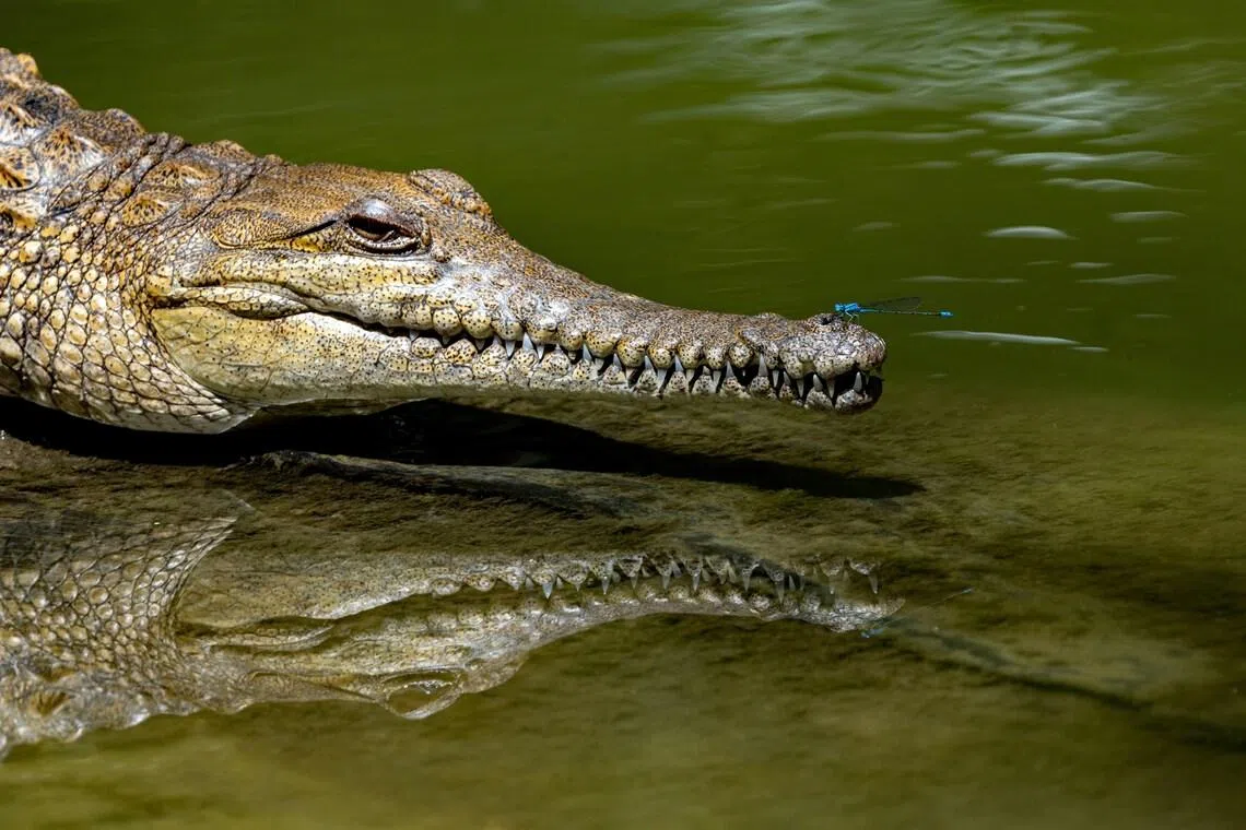 More than 100,000 saltwater and freshwater crocodiles are estimated to be living across northern Australia.