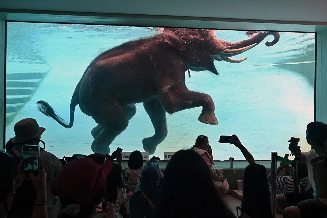An elephant swimming in its enclosure at Khao Kheow Open Zoo in Chonburi province on September 15, 2024.