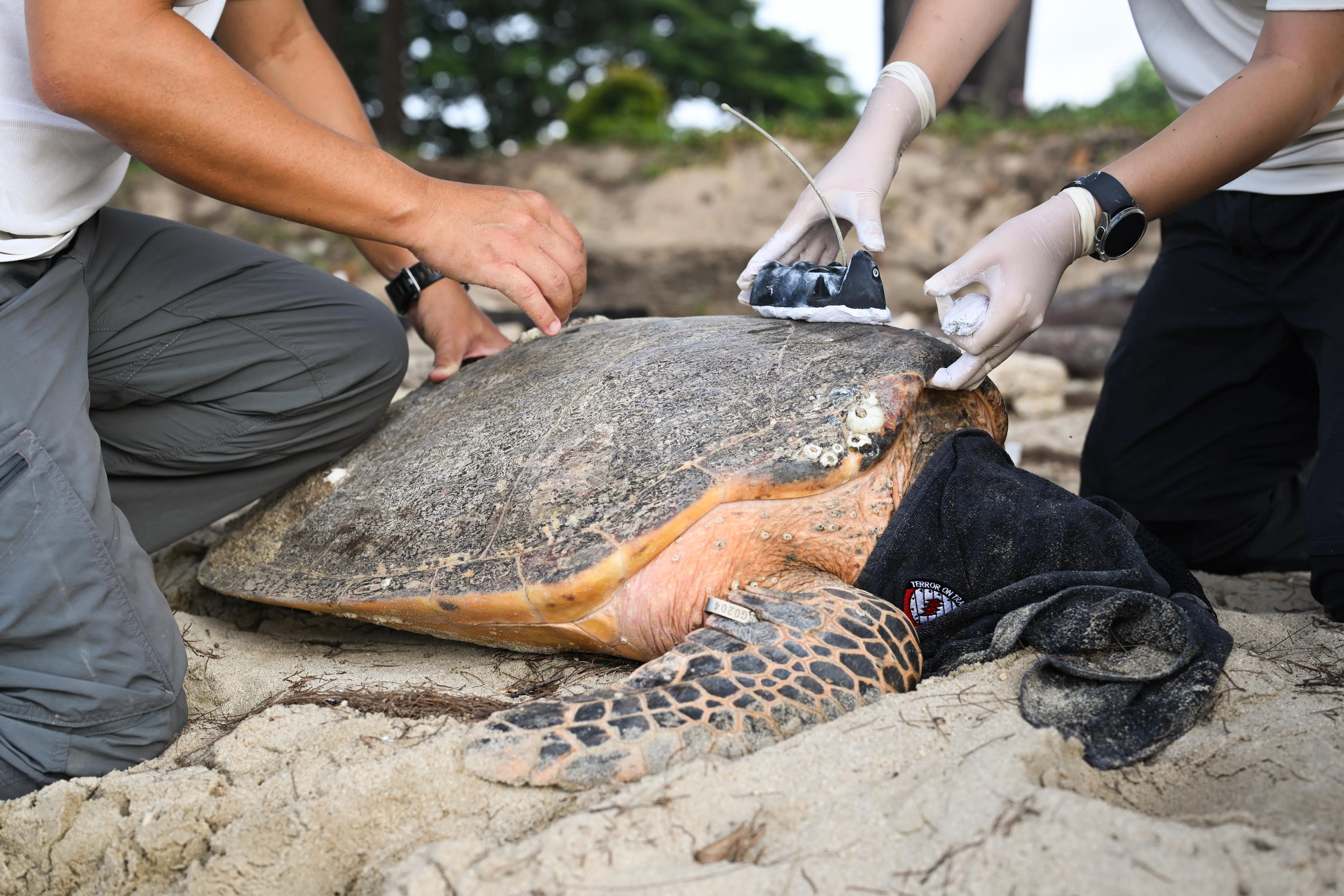 A satellite tracker on the critically endangered hawksbill turtle that crawled ashore to lay its eggs at East Coast Park on July 10.