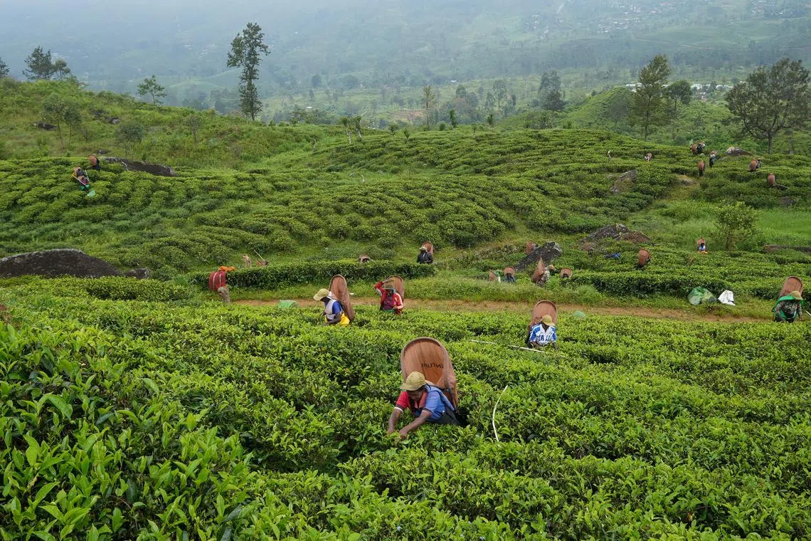 FILE PHOTO: Tea pickers pluck tea leaves at a plantation in the morning in Norwood, Central Province, Sri Lanka, August 19, 2022.  REUTERS/Joseph Campbell/File Photo