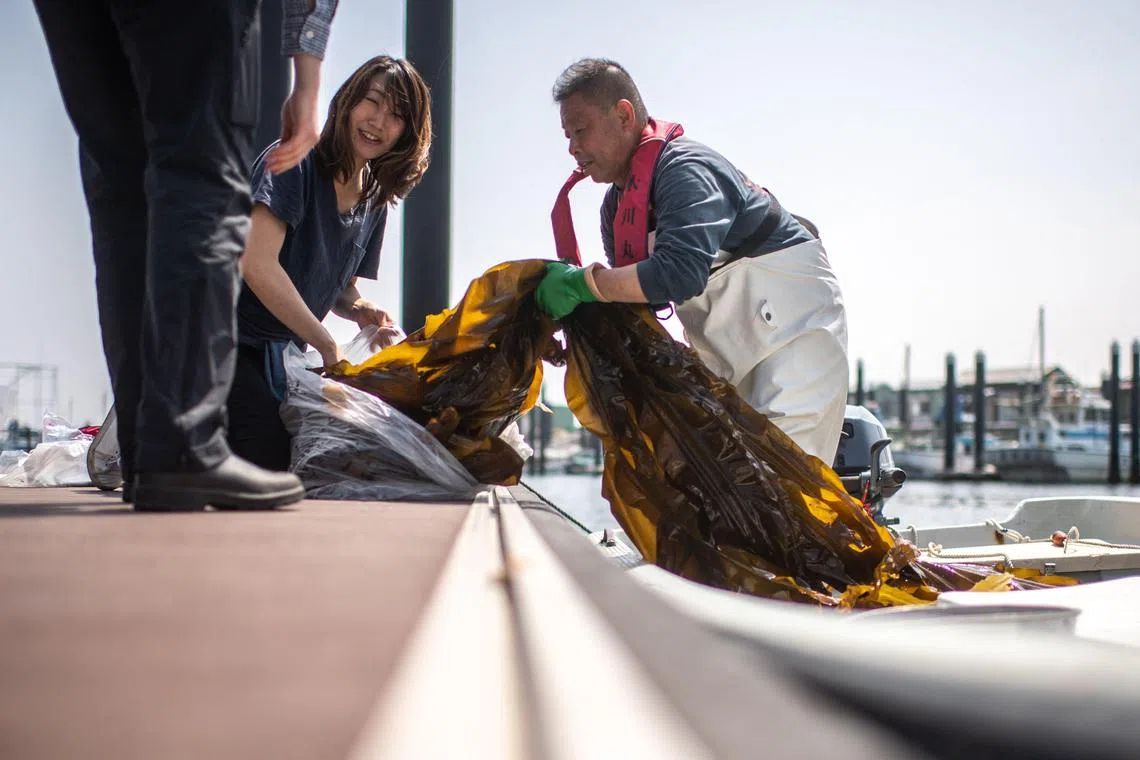 This picture taken on April 20, 2023 shows fisherman Ryoichi Kigawa (R) handling kelp at a fishing port in Yokohama, Kanagawa Prefecture. Research into new applications for the marine plant -- from carbon absorption to reducing methane emissions from cattle -- is flourishing, and countries are looking to Asia's seaweed savvy to develop their own industries. (Photo by Philip FONG / AFP) / To go with "Japan-environment-agriculture-climate-seaweed" Focus story by Katie Forster