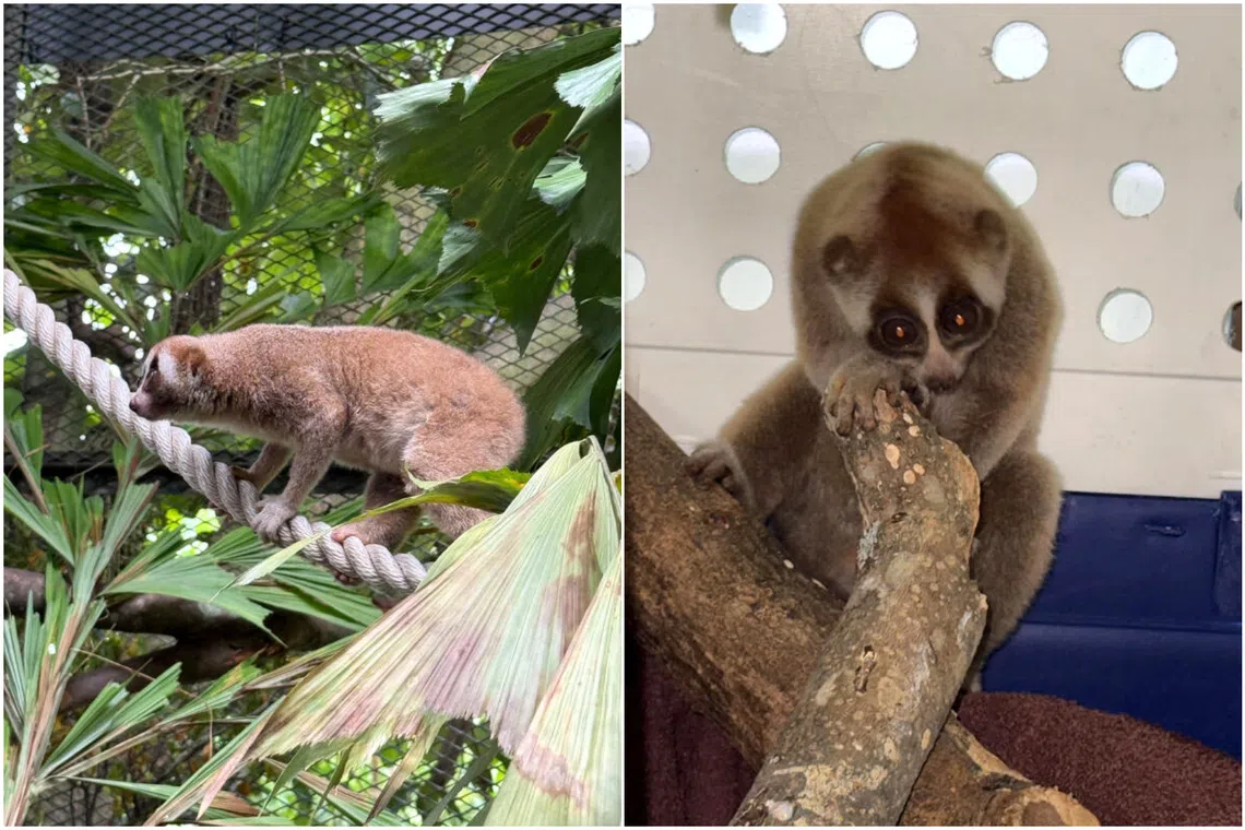 A Sunda slow loris was rescued by the Animal Concerns Research and Education Society from an industrial estate in western Singapore on May 26.