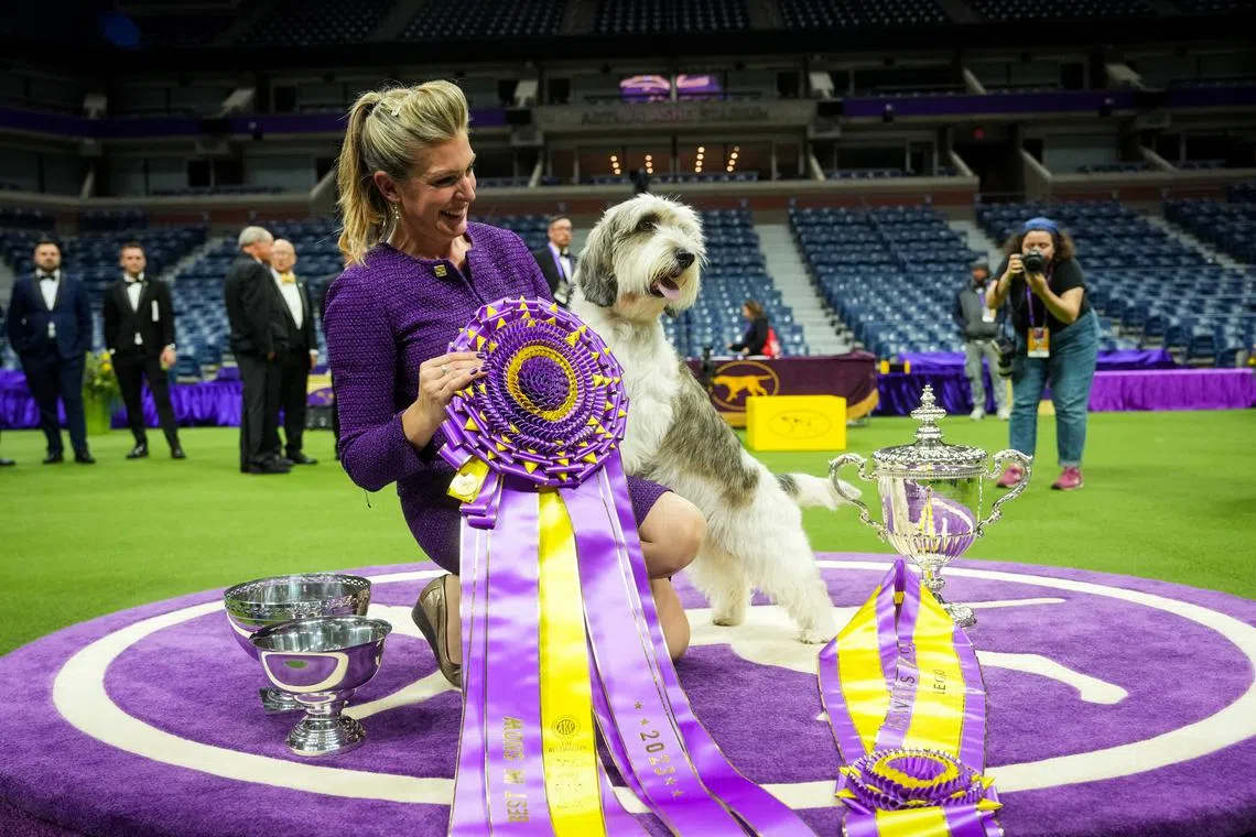 Buddy Holly, a petit basset griffon vendeen, and his owner and trainer, Janice Hayes, are the center of attention after winning best in show, the top prize, at the 147th Westminster Kennel Club Dog Show in New York on Tuesday night, May 9, 2023. Buddy Holly won the hound group and then beat out the other six group winners to take best in show. 