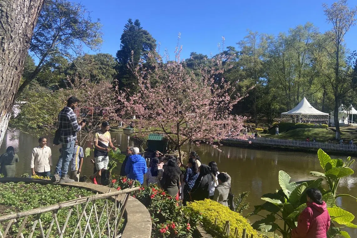 ngtourism - Tourists take pictures of the cherry blossom in November at Ward's Lake in Shillong, the capital city of Meghalaya.