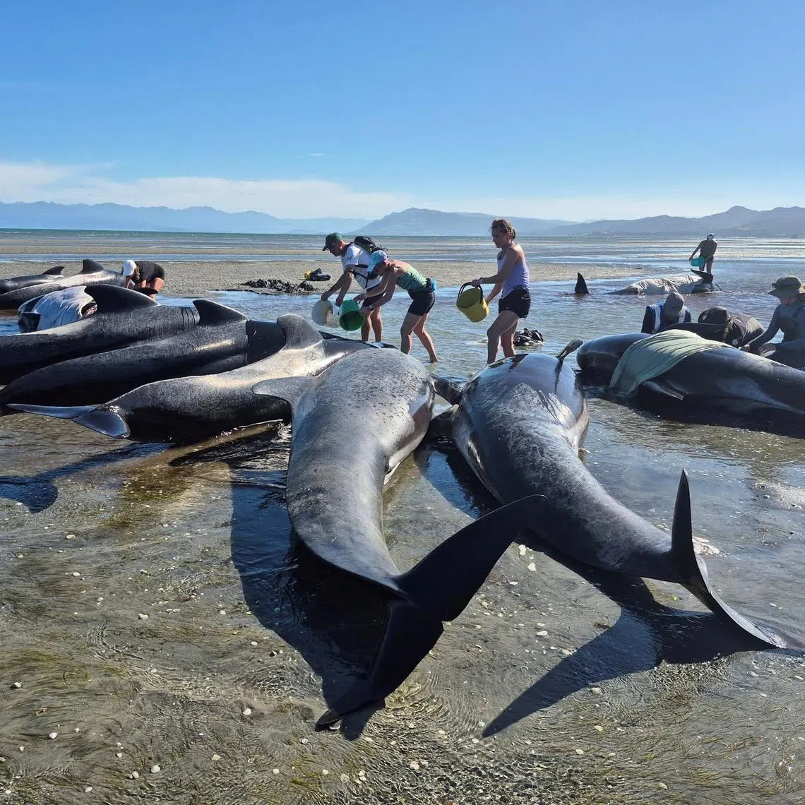 People trying to rescue a pod of whales stranded on the shore at Farewell Spit, in Golden Bay, New Zealand, on Jan 8.