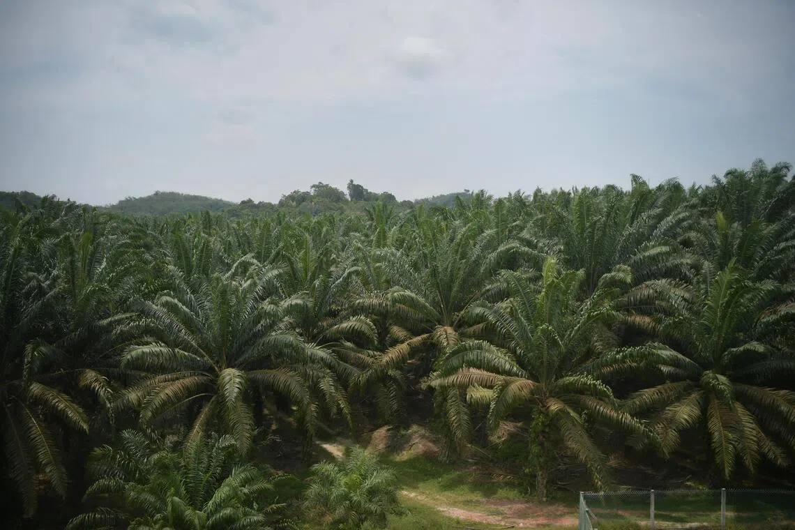 Malaysia's palm oil companies are earmarking some of the vast tracts of land they own for industrial parks studded with data centres and solar panels.