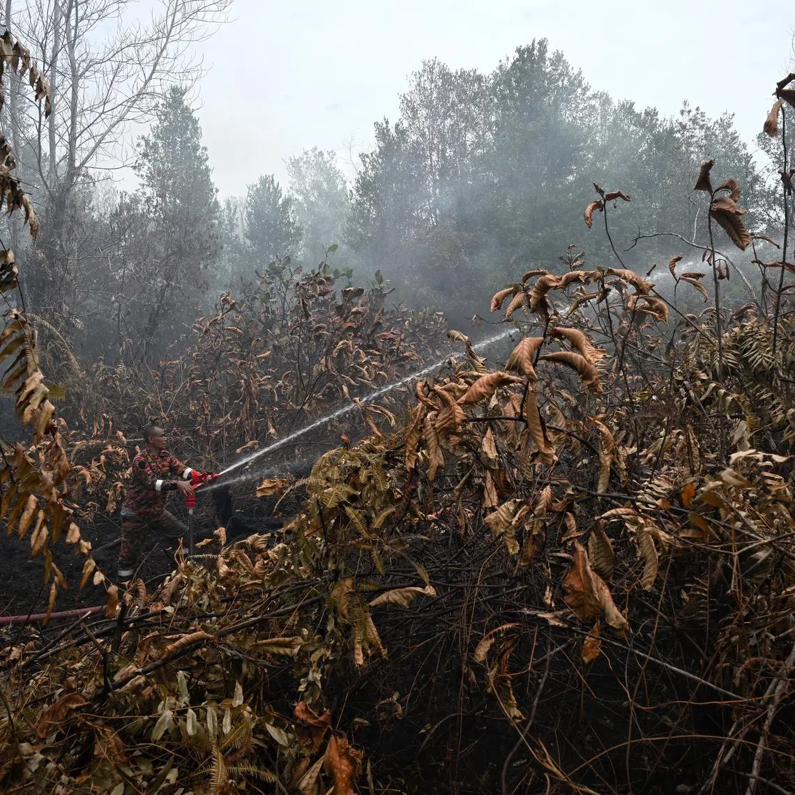 Firefighters battling a spreading peat fire in a residential district in Pengerang, Johor, Malaysia on Jan 28, 2026. Pengerang is about 30km across the strait east of Singapore, and the authorities have called for helicopter water drops to contain the blaze that has forced over 100 residents to evacuate. 