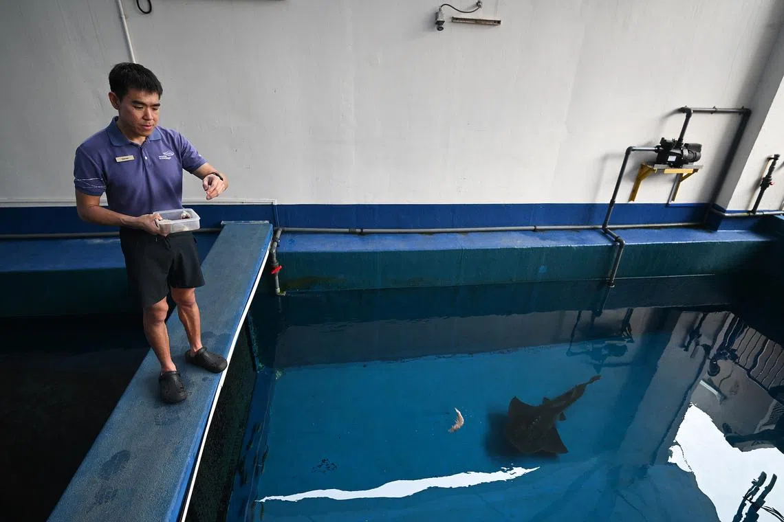 ST20260526-202651800543-Lim Yaohui-Ang Qing-aqocean/

Animal Care Specialist Darren Sia, 29, doing broadcast feeding of bowmouth guitarfish at shark medical pool at Singapore Oceanarium on May 26, 2026. 

Behind the scenes of Singapore Oceanarium’s Animal Care Centres and explore how one of Asia’s leading aquarium-based conservation institution is combining science, conservation, and community engagement, setting new global standards for how aquariums can breed and care for animals and protect our oceans.

(ST PHOTO: LIM YAOHUI)