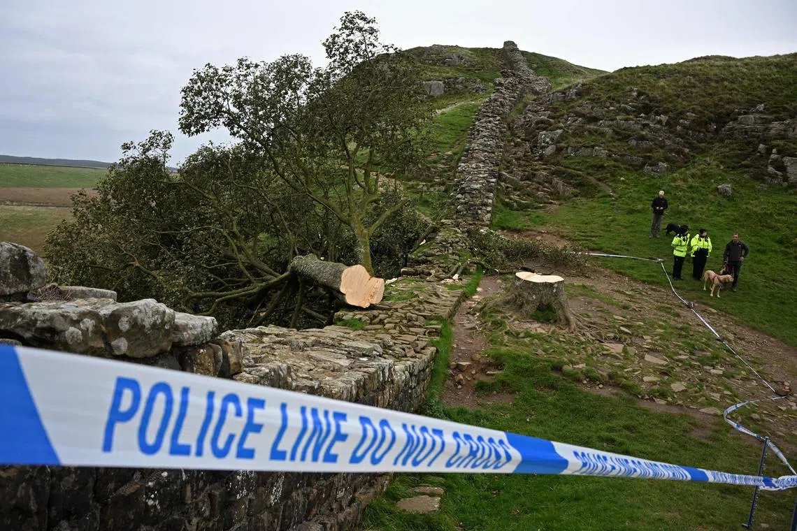 The Sycamore Gap tree, which has stood for more than 200 years in the Northumberland National Park, was found fallen after overnight storms.