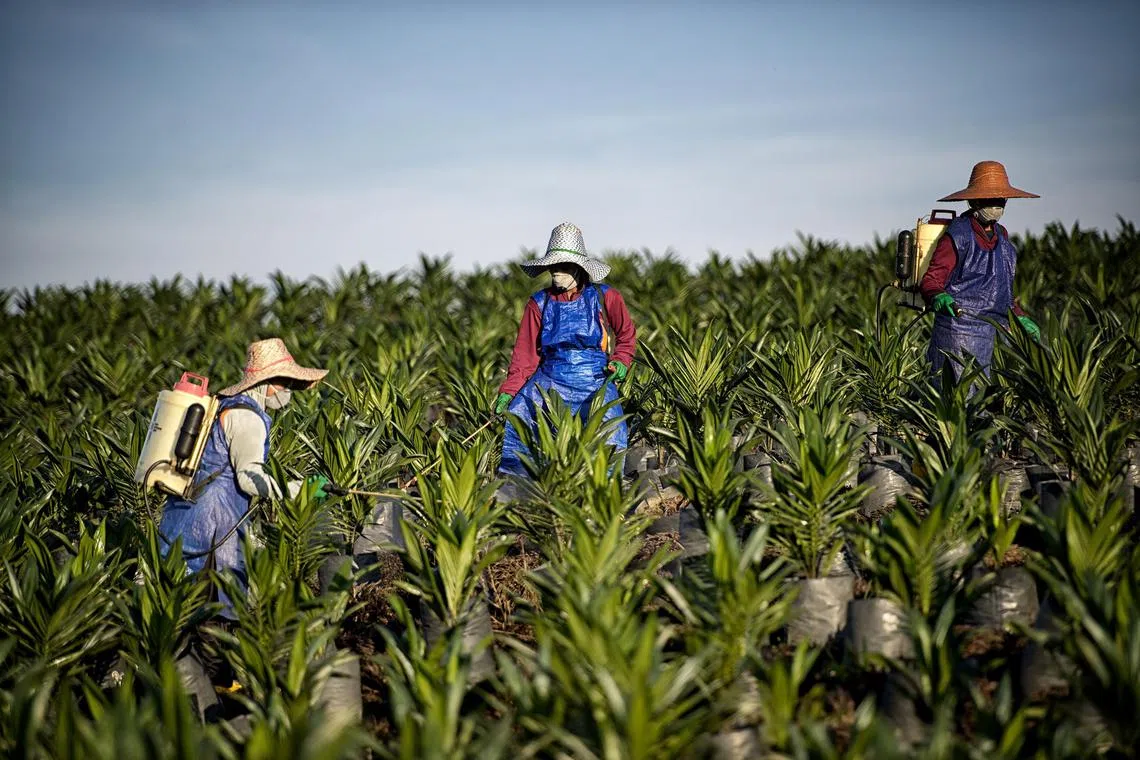 Workers at Wilmar International's plantation in Sabah, Malaysia.