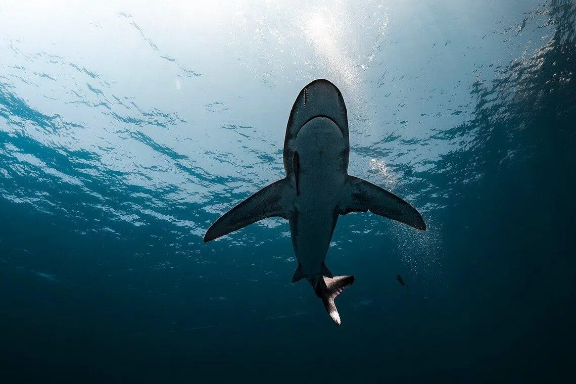 13-year-old boy killed in Brazil shark attack