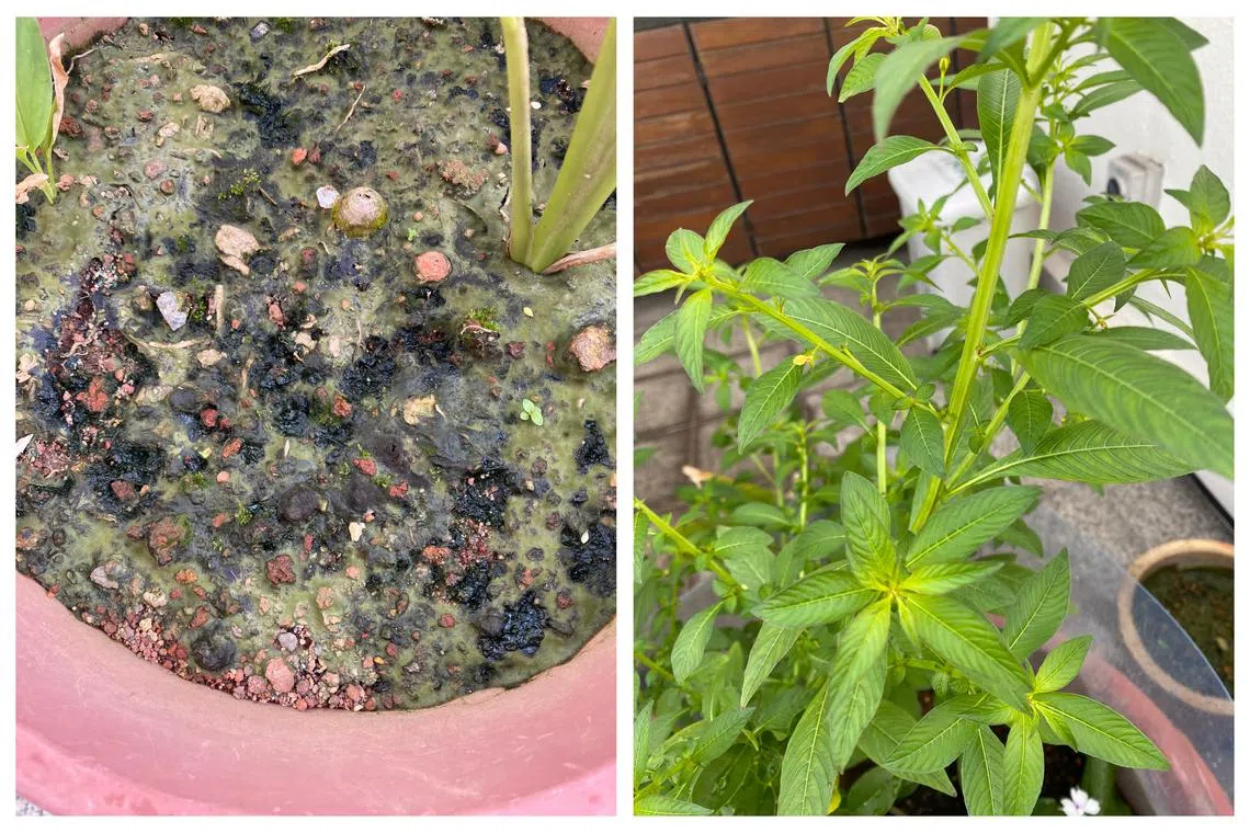 Ludwigia plants grow in wet soil, but this has led to the growth of algae as well.