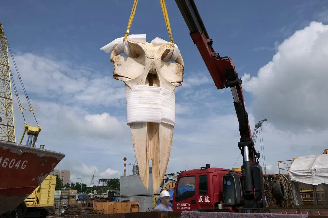 The Omura's whale was recovered off Singapore waters in September 2025.