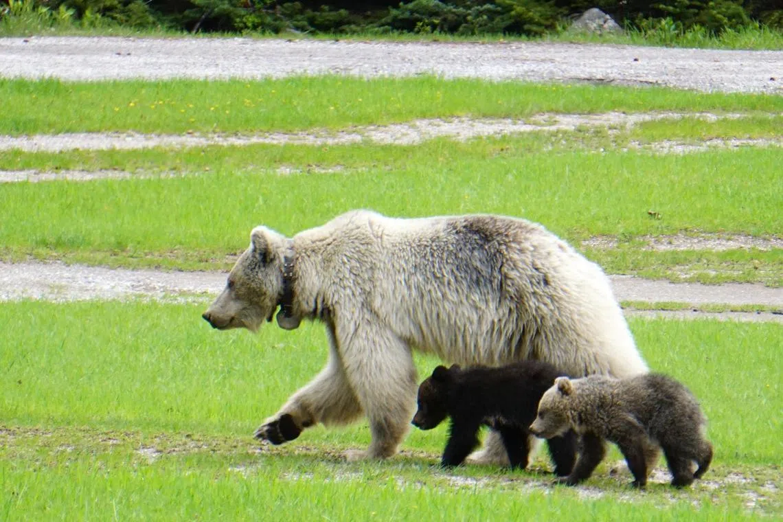 In an undated image provided by Parks Canada, Nakoda with her cubs in Yoho National Park in British Columbia, Canada. Grizzly Bear 178, or Nakoda, as she was known to her fans on social media, was hit in Yoho National Park.