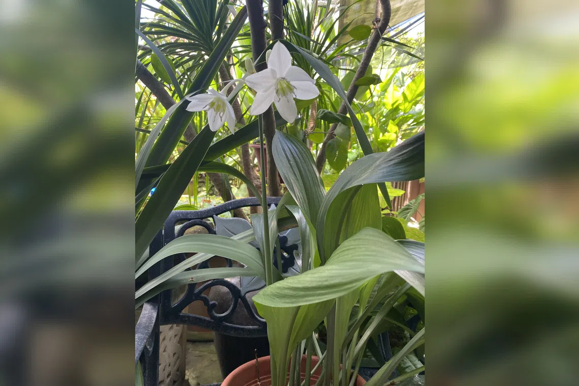 This flowering plant thrives in semi-shaded outdoor conditions.