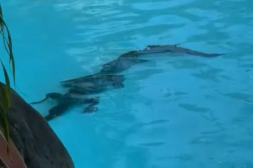 A video posted on social media showed the juvenile carnivore lying on the bottom of the pool at the Sheraton Grand Mirage Resort in Port Douglas, Queensland.