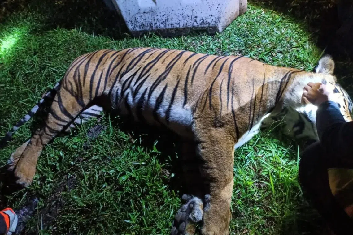 The Department of Wildlife and National Parks have confirmed that the male tiger that was killed was aged between eight and 10 years old.