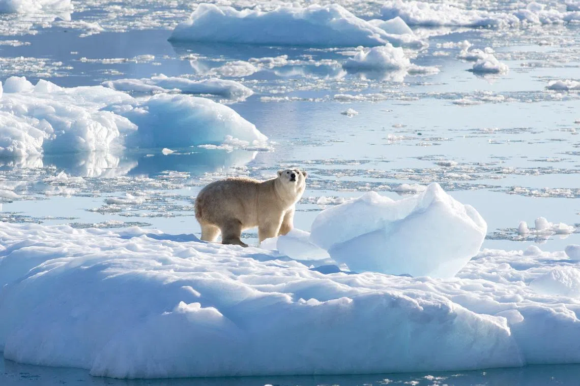 FILE PHOTO: A southeast Greenland polar bear on glacier, or freshwater, ice is seen in this handout photograph taken in September 2016.   Thomas W. Johansen/NASA Oceans Melting Greenland/Handout via REUTERS  THIS IMAGE HAS BEEN SUPPLIED BY A THIRD PARTY/File Photo